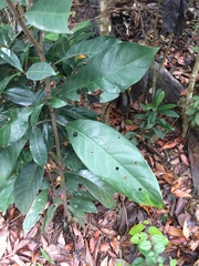Psychotria asiatica