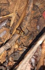 Vespula koreensis