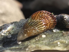 Aulacomya atra capensis