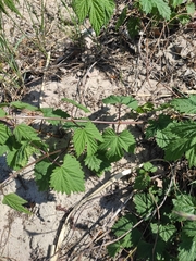 Humulus lupulus