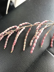 Salicornia tegetaria