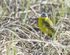 Motacilla flava beema