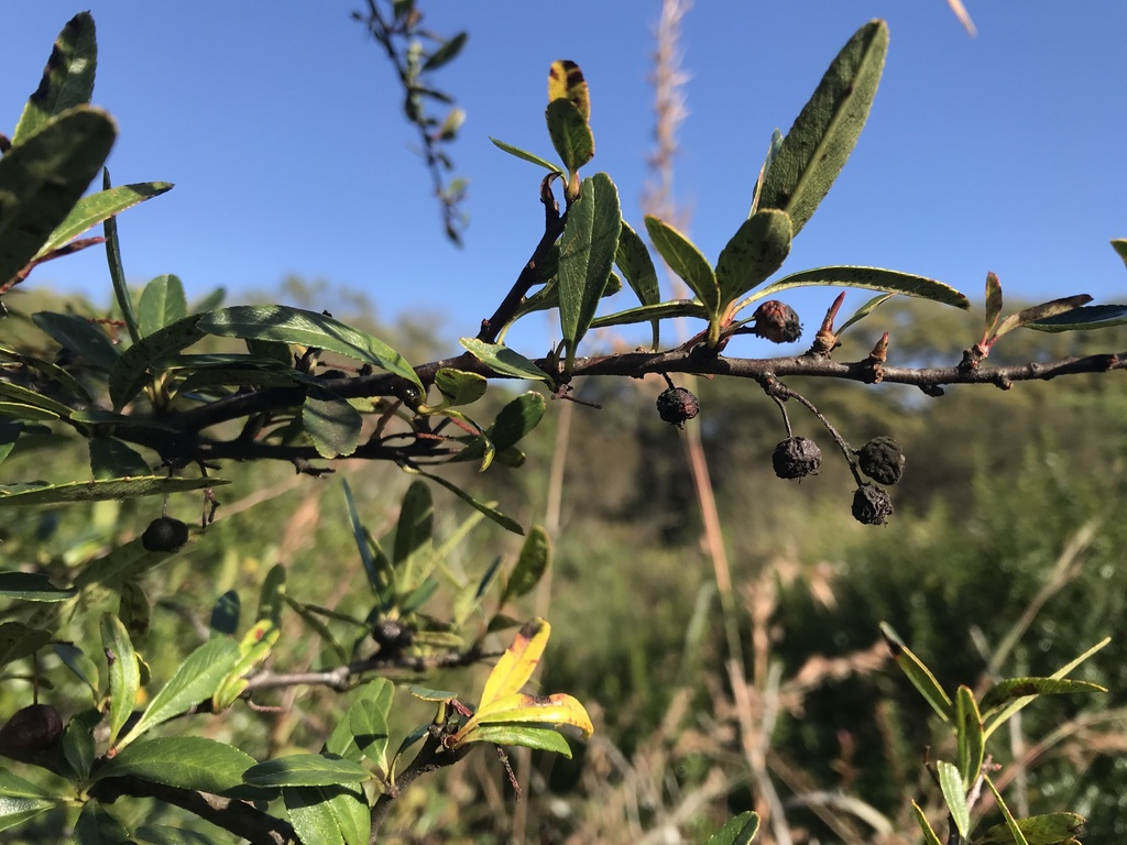 Maleae Maleae from Moreleta Kloof Nature Area, Pretoria, GP, ZA on May 2, 2022 ...
