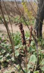 Amorpha fruticosa