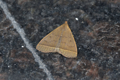 Simplicia rectalis