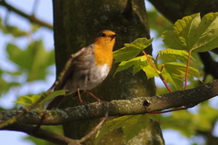 Erithacus rubecula