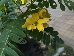 Senna surattensis