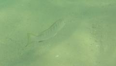 Lutjanus novemfasciatus