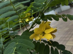 Senna surattensis
