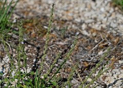 Verbena plicata