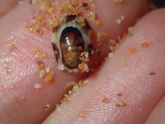 Patelloida latistrigata