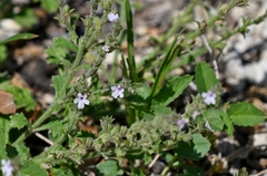 Verbena plicata