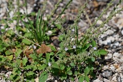 Verbena plicata
