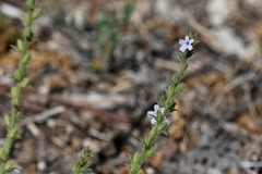 Verbena plicata