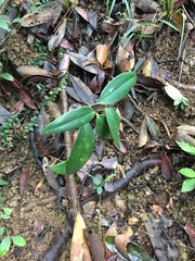 Smilax lanceifolia