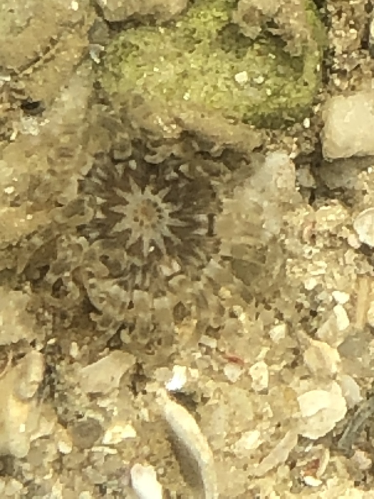 Isanthidae