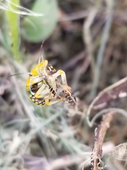 Chinavia marginata