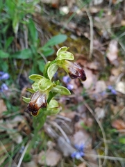 Ophrys fusca