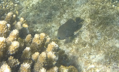 Stegastes rectifraenum