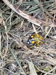Chinavia marginata