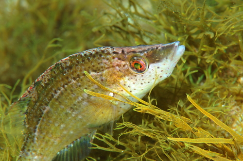 Longsnout wrasse (Symphodus rostratus) — Labridae