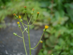 Gynura