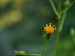Gynura