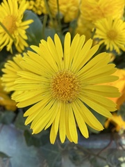 Doronicum pardalianches