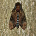 Greater Death's Head Hawkmoth - Photo (c) Yu Ching Tam, some rights reserved (CC BY-NC-ND), uploaded by Yu Ching Tam
