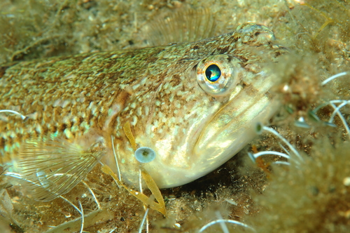 Atlantic lizardfish (Synodus saurus) — Synodontidae