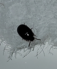 Diaperinae