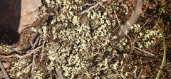 Cladonia convoluta
