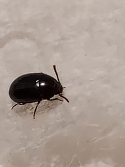 Diaperinae