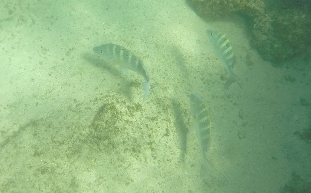 Photo of Sixbar Grunt (Haemulon sexfasciatum)