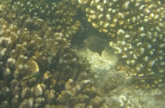 Stegastes rectifraenum