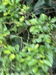 Duranteae