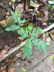 Archidendron clypearia