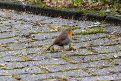 Erithacus rubecula