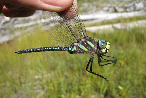 Sedge Darner, Thunder Bay District, ON, Canada, photo 9 of 10