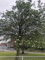 Sorbus aucuparia
