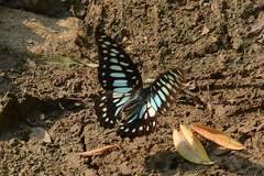 Graphium chironides