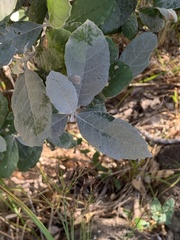 Brachylaena rotundata