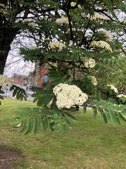 Sorbus aucuparia
