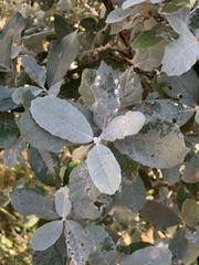 Brachylaena rotundata