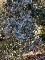 Brachylaena rotundata