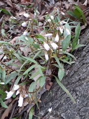 Claytonia virginica