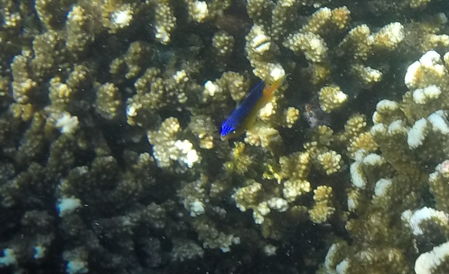 Photo of Beaubrummel damselfish (Stegastes flavilatus)