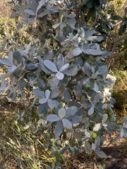 Brachylaena rotundata