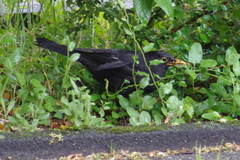 Turdus merula