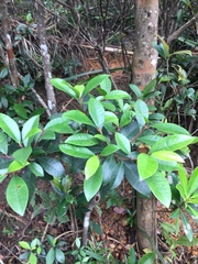 Magnolia figo